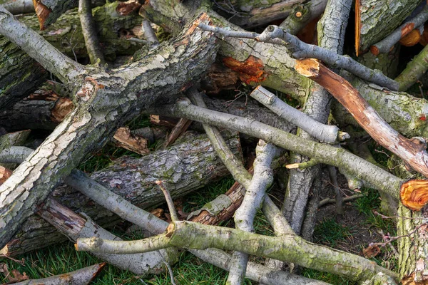 Pile Cut Wood — Stock Photo, Image