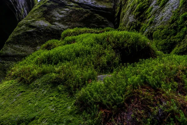 Adrspach Ulusal Parkı - Teplice harika. Rock Kasabası. Çek Cumhuriyeti