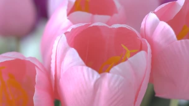 モダンなデザインのリビングルームでピンクのチューリップのロマンチックな花瓶のドリーショット — ストック動画