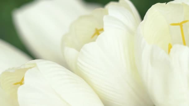 Tulipes blanches dans un vase Nuage 