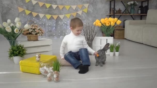 Cute Little Boy Karmienie Królików Domu Sunny Room — Wideo stockowe