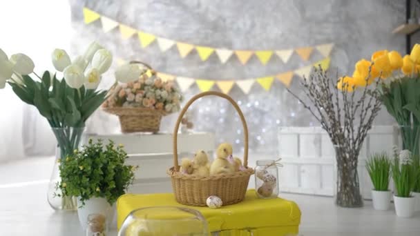 Sweet Yellow Ducklings Baby Ducks Basket — Stock Video