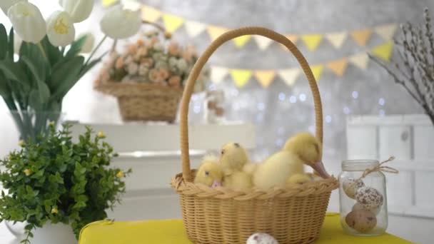 Ducklings Basket — Stock Video