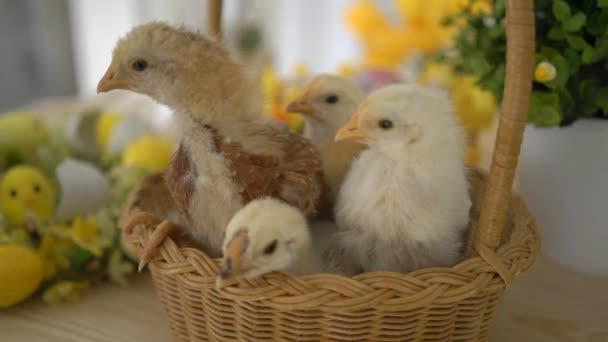 Velikonoční Košík Baby Kuřaty Plastovými Vejci — Stock video