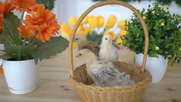 4K复活节鸡与鸡蛋在篮子 — 图库视频影像