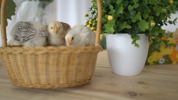 Little Chickens Sits Basket — Stock Video