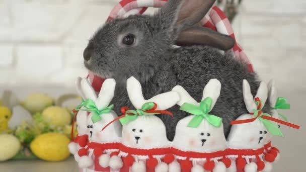 Черный Пасхальный Кролик Крадет Праздничные Товары Корзины — стоковое видео