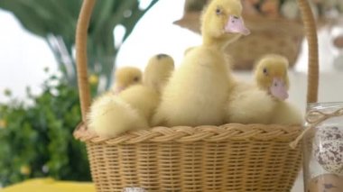 Sevimli Tatlı Sarı Ducklings Bebek Ördekler Sepet