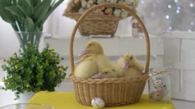 Sevimli Tatlı Sarı Ducklings Bebek Ördekler Sepet