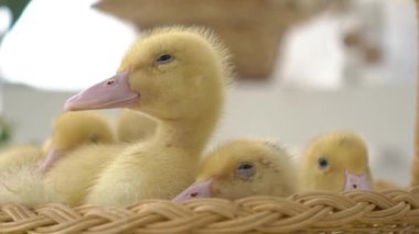 Sevimli Tatlı Sarı Ducklings Bebek Ördekler Sepet