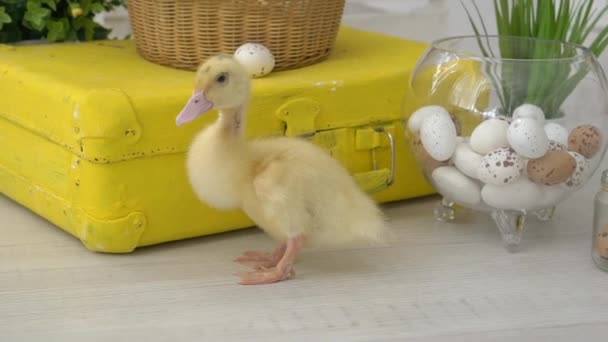 Cute Chicks Busket — Stock Video