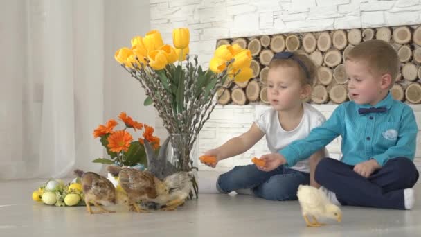 ウサギとチケンで遊ぶ小さな男の子と女の子 — ストック動画