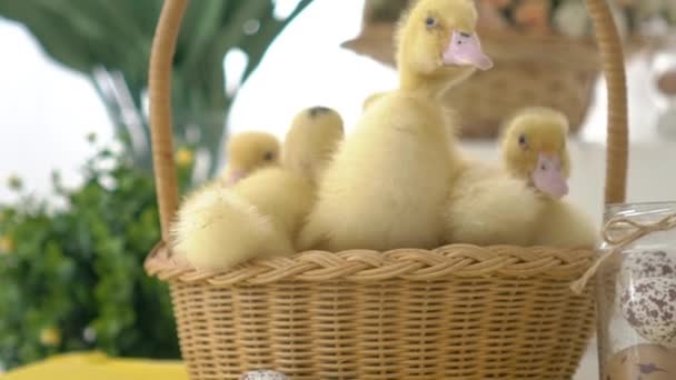 Cute Sweet Yellow Ducklings Baby Ducks Basket — Stock Video