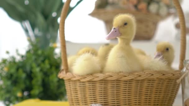 Niedliche Süße Gelbe Entchen Baby Enten Korb — Stockvideo