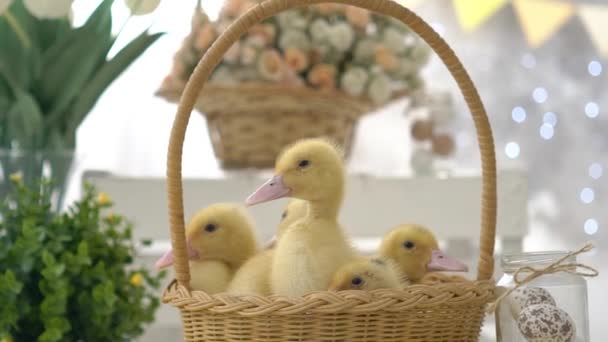 Cute Sweet Yellow Ducklings Baby Ducks Basket — Stock Video