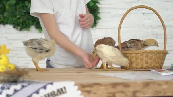 Pojke Utfodring Kycklingar Närbild — Stockvideo