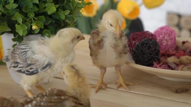 Easter Basket Baby Chicks Plastic Eggs — Stock Video