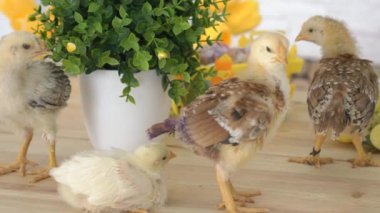 Bebek Civciv ve Plastik Yumurta ile Paskalya Sepeti