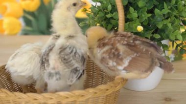 Bebek Civciv ve Plastik Yumurta ile Paskalya Sepeti