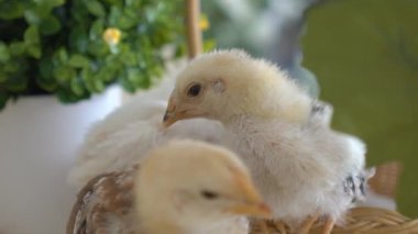 Bebek Civciv ve Plastik Yumurta ile Paskalya Sepeti