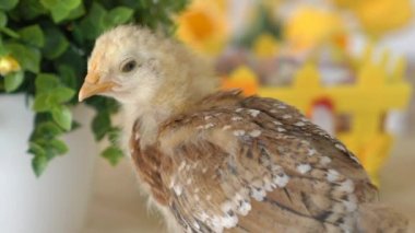 Bebek Civciv ve Plastik Yumurta ile Paskalya Sepeti