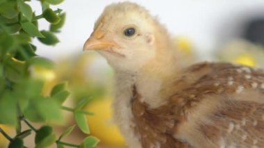Bebek Civciv ve Plastik Yumurta ile Paskalya Sepeti