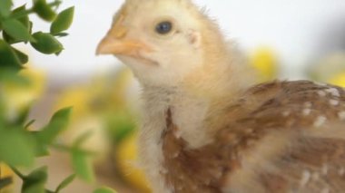 Bebek Civciv ve Plastik Yumurta ile Paskalya Sepeti