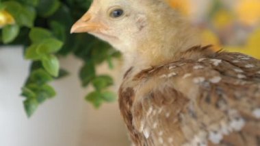 Bebek Civciv ve Plastik Yumurta ile Paskalya Sepeti