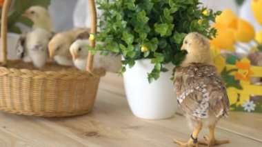 Bebek Civciv ve Plastik Yumurta ile Paskalya Sepeti