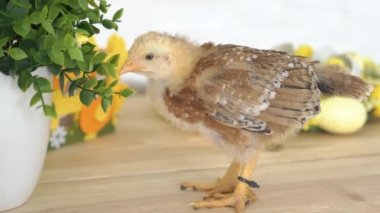 Bebek Civciv ve Plastik Yumurta ile Paskalya Sepeti