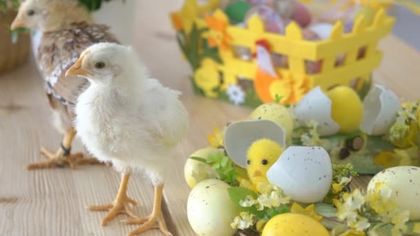 Påsk Korg Med Baby Kycklingar Och Plastägg — Stockvideo