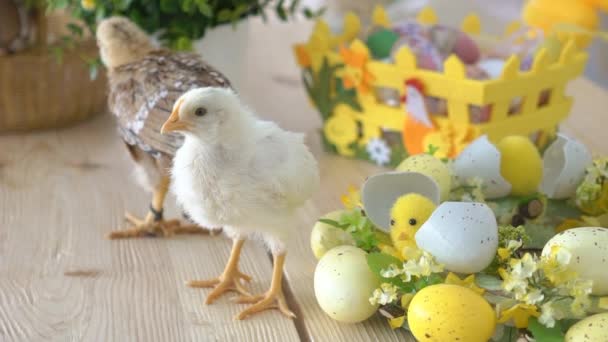 Cesta Pascua Con Polluelos Huevos Plástico — Vídeos de Stock