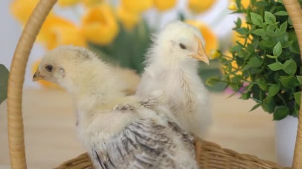 Easter Basket Met Baby Kuikens Kunststof Eieren — Stockvideo