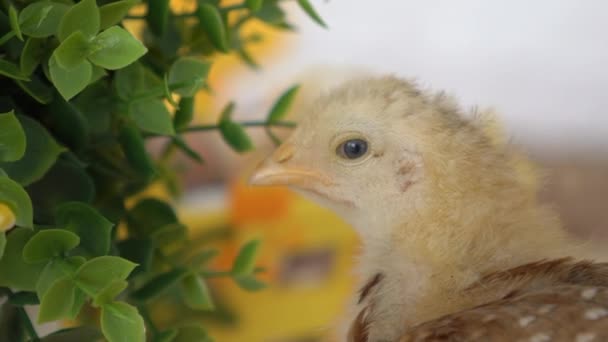 Cesta Páscoa Com Filhotes Bebê Ovos Plástico — Vídeo de Stock