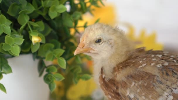 Påsk Korg Med Baby Kycklingar Och Plastägg — Stockvideo