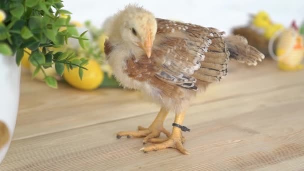 Easter Basket Met Baby Kuikens Kunststof Eieren — Stockvideo