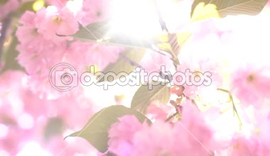 4k Kiraz Çiçekleri Erken Blooming Tam Bloom için