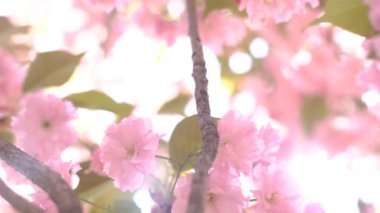 4k Kiraz Ağacı Bahçe Nisan Blooming Popüler Bahar Festivali Japon Park Bloss