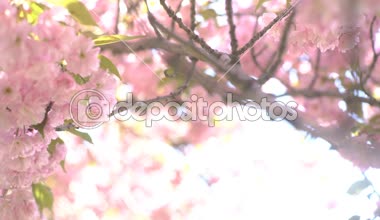 4k Pembe Kiraz Çiçekleri İlkbaharda Çiçeklenme