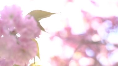 4k Sakura Kiraz Ağacı Çiçekleri Çiçeklenme 