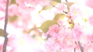 Bahar İngiltere'de Japon Kiraz Çiçeği Blooming ile 4k Sunset