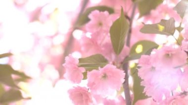 Bahar İngiltere'de Japon Kiraz Çiçeği Blooming ile 4k Sunset