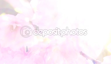 Güneşli Günde Gökyüzünde Blooming Pembe Kiraz Dalı ile Sunbeams 4k Oyun