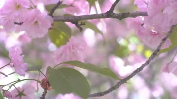 Cereza Sakura Floreciente — Vídeo de stock