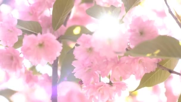 Ροζ Κεράσι Λουλούδια Ανθίζει Στην Άνοιξη — Αρχείο Βίντεο