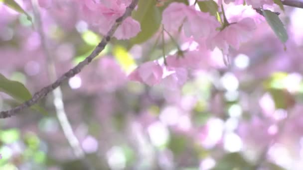 Flores Cereja Rosa Florescendo — Vídeo de Stock