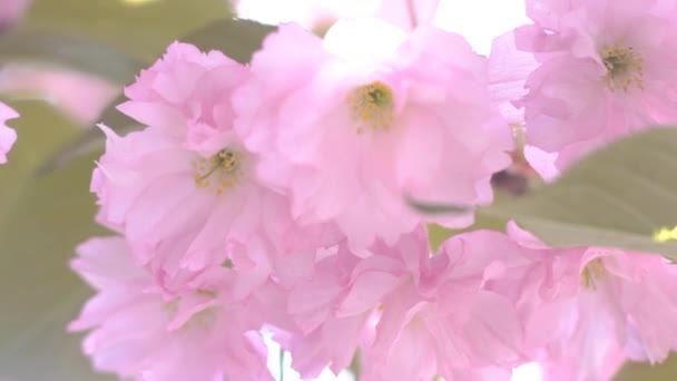 Closeup Blooming White Cherry Branch Buds Trembling Wind — Stock Video