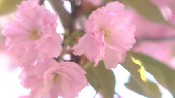 Ροζ Κεράσι Λουλούδια Που Ανθίζουν Την Άνοιξη — Αρχείο Βίντεο