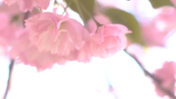 Spring Cherry Flowers Blooming Spring — Stock Video