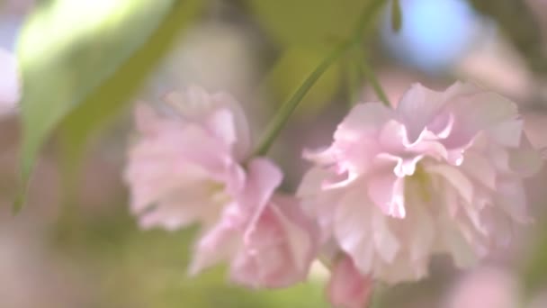 Blommande Sakura Körsbär Blomma — Stockvideo